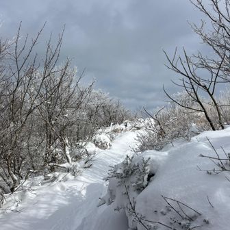 毛無山山頂に上がってきました