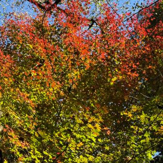 猿投山⛰️の紅葉🍁を　楽しめるのは今日で最後かな❓