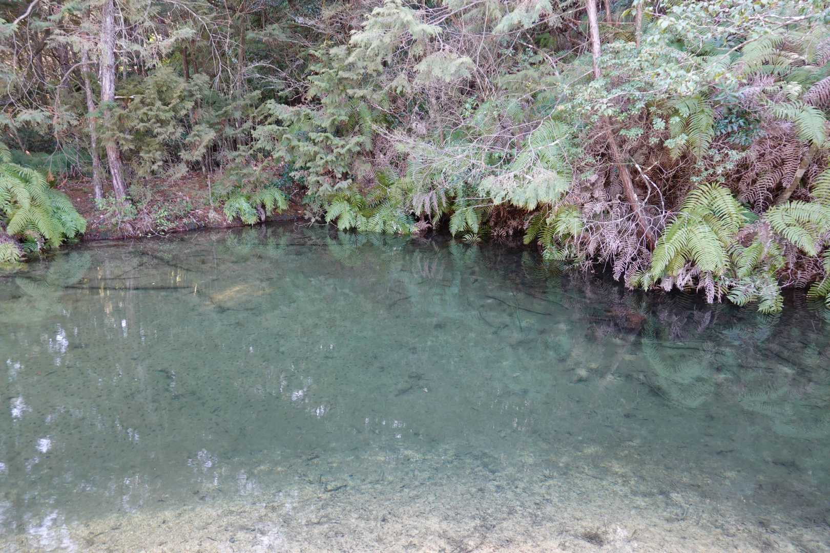綺麗な水