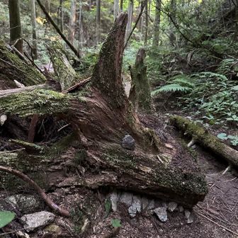 金剛登山を始めた同僚から、細尾谷(シルバー)ルートを教えて欲しいとのお誘いがあり金剛山へ
