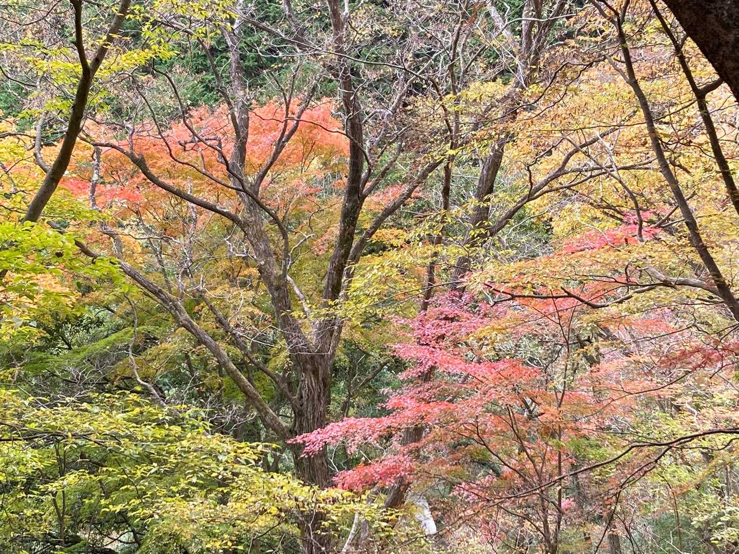 紅葉🍁