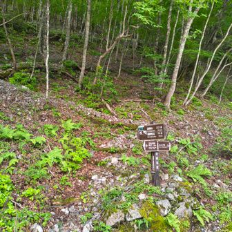 林道歩きがあまりにも長いので、蕎麦粒山⛰️へここから登り始めます！