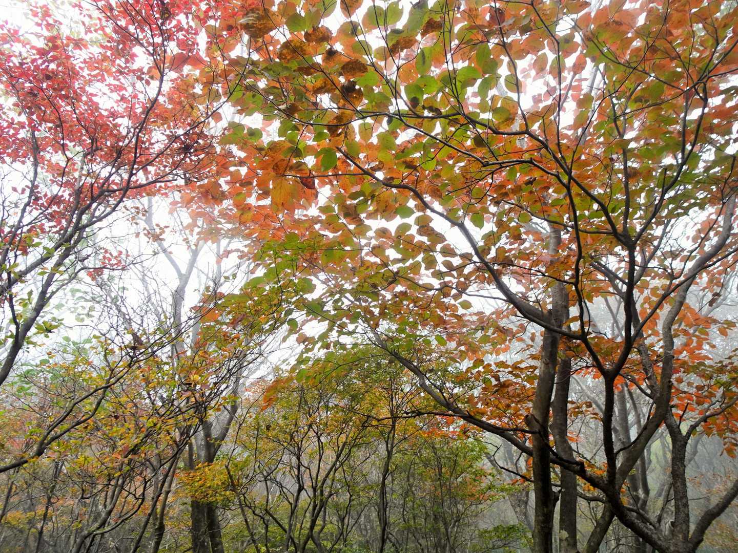 鍋割山登山口-鍋割山 往復コースの写真