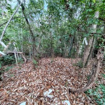 この辺が一番高いけどゴミしかない