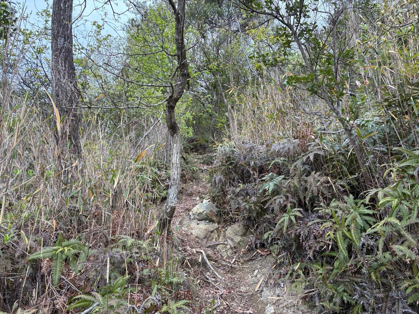 八幡神社登山口-西ノ丸-鶴翼山-高取の峠-打越の峠-岩崎山 周回コースの写真