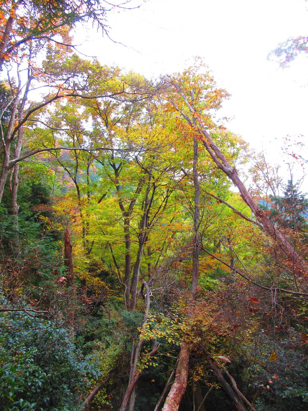 戸寺バス停-江文神社-金毘羅山-翠黛山-焼杉山-大原バス停 縦走コースの写真