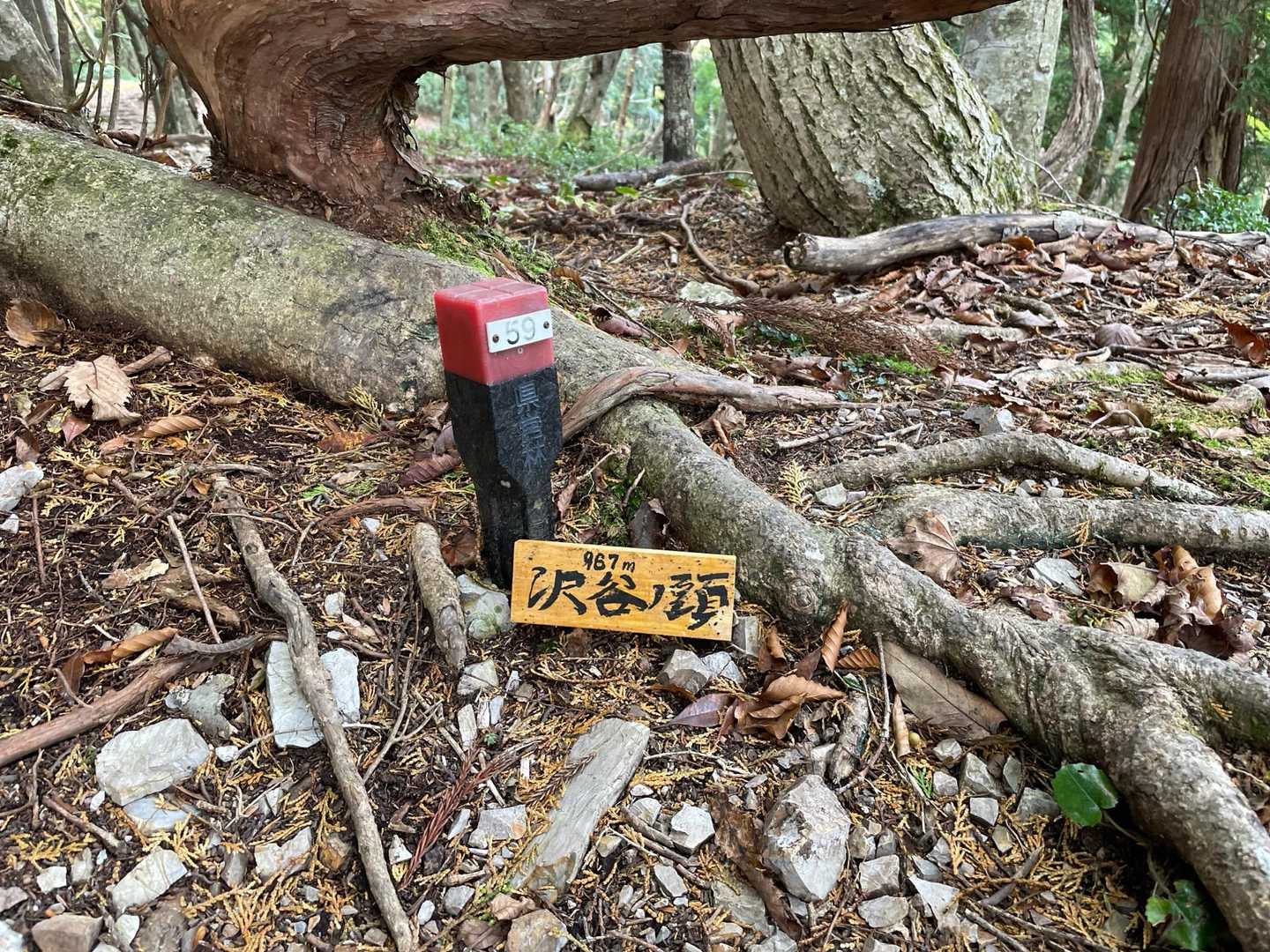 沢谷ノ頭　足元にひっそりと蒲鉾板🤣