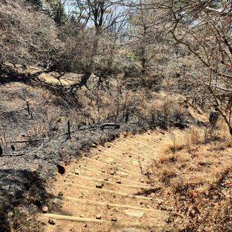 山火事の跡。登山道片側の立木が焼失していました(..)