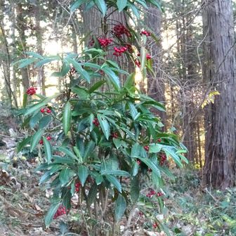 崇台山 長学寺裏尾根の赤い実をつけたマンリョウ