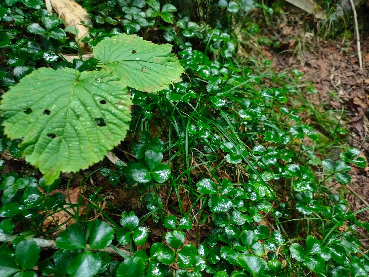 雨でも降ってたんだろうかと思うほどぐちゃぐちゃ