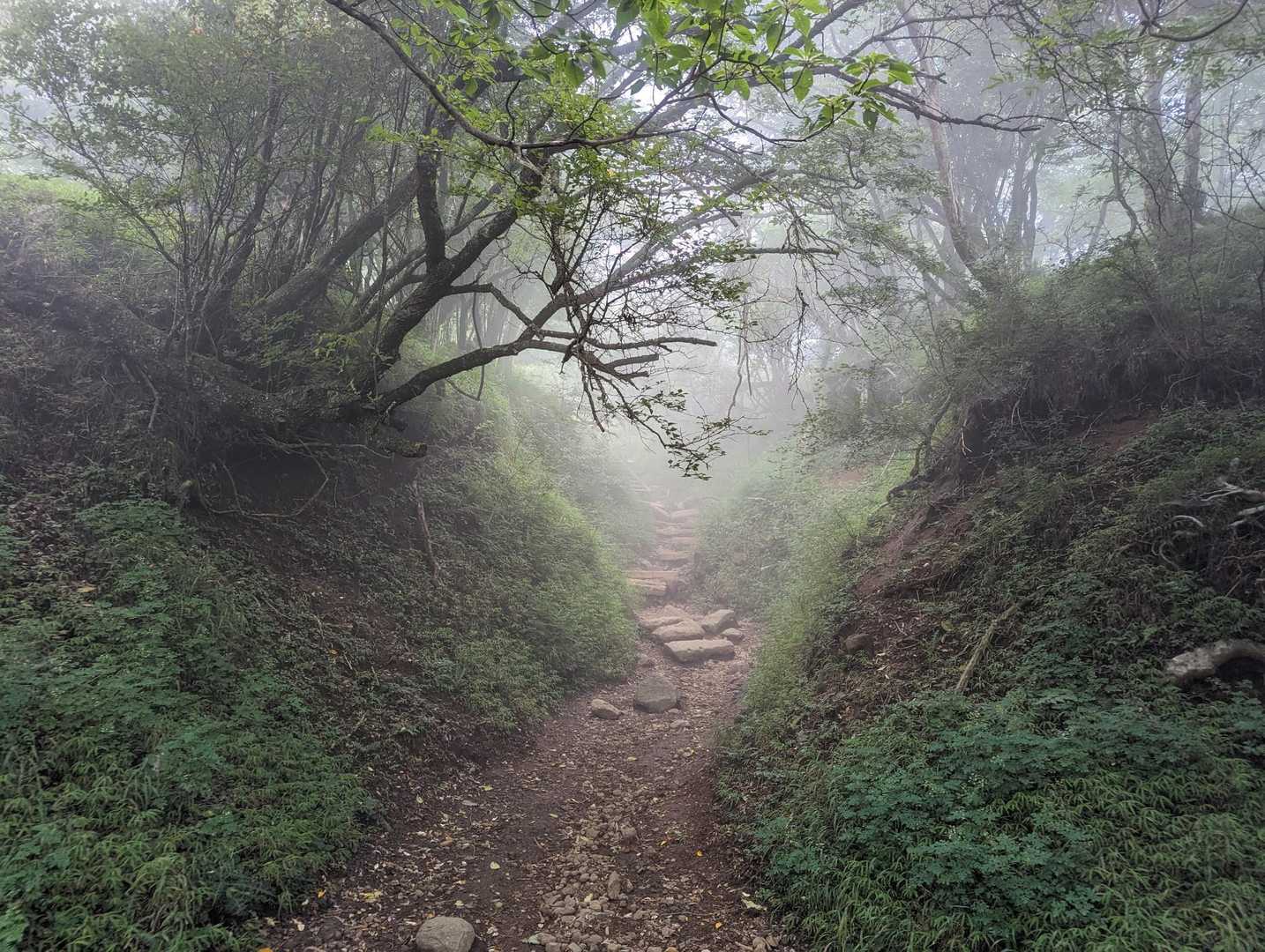 ご常連様からポニーさんも来てる情報をゲット。急いでみる🏃