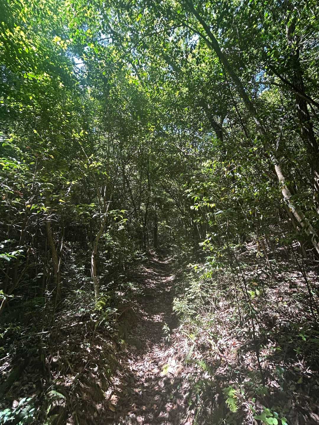 山道