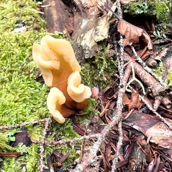 キノコだろう🍄
