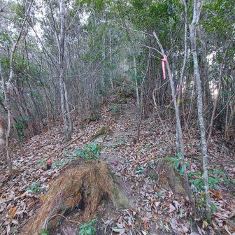 ピンテと踏み跡は明瞭