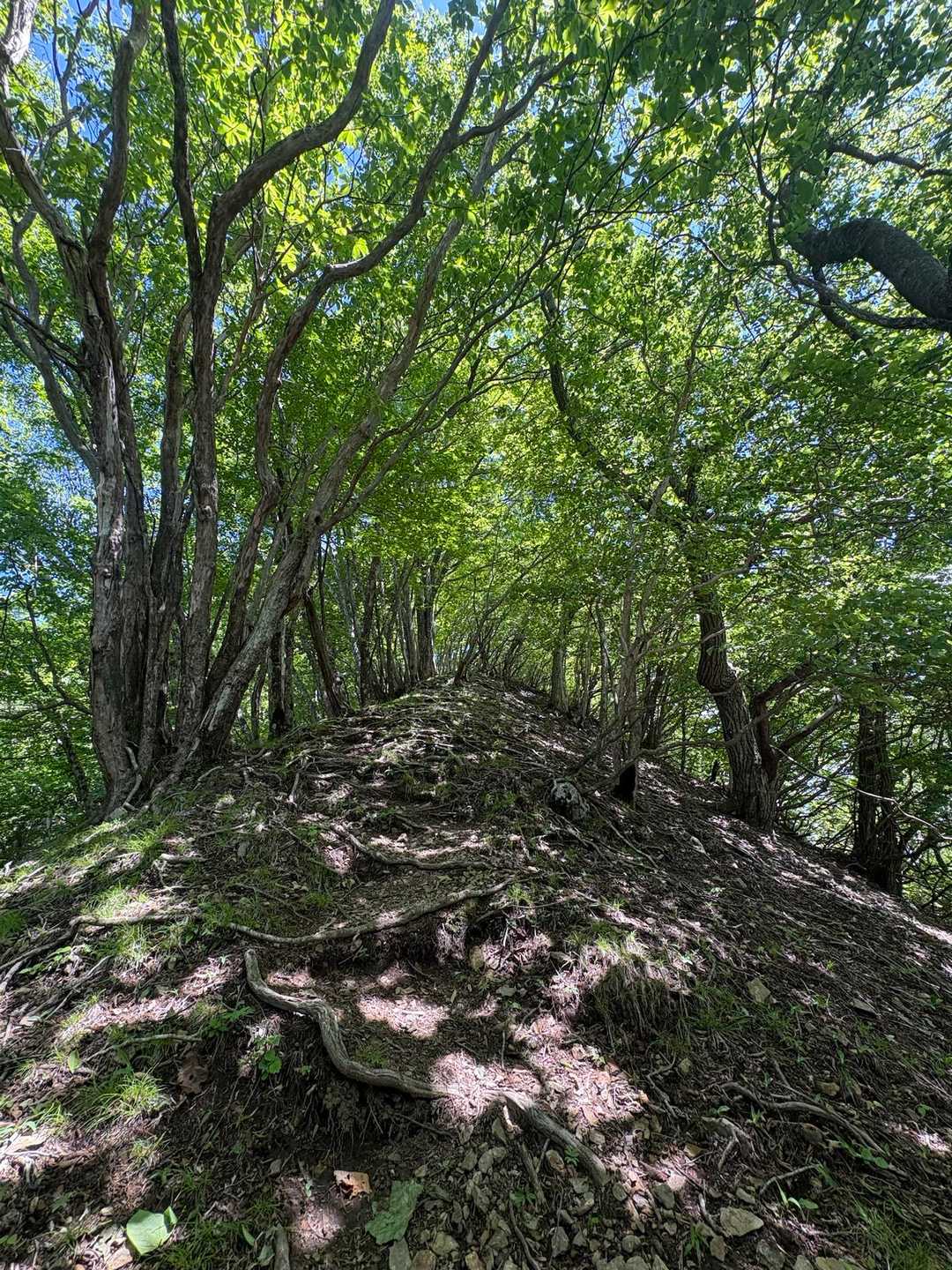 笹子雁ヶ腹摺山登り口-笹子雁ヶ腹摺山-米沢山-お坊山-大鹿 縦走コースの写真