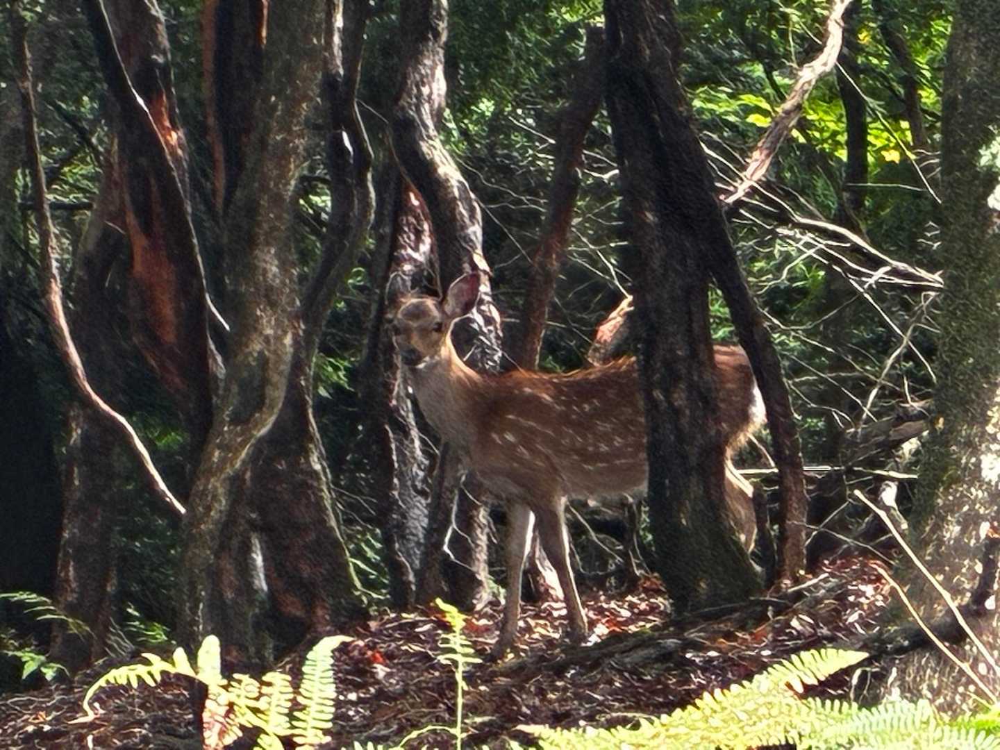 大江山 往復コースの写真