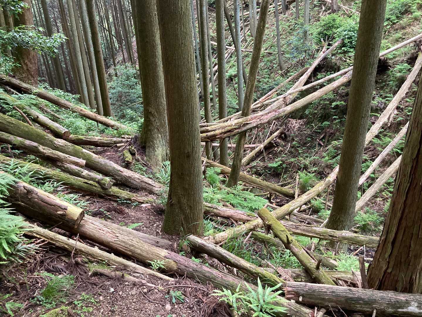 切り過ぎ😆笑笑