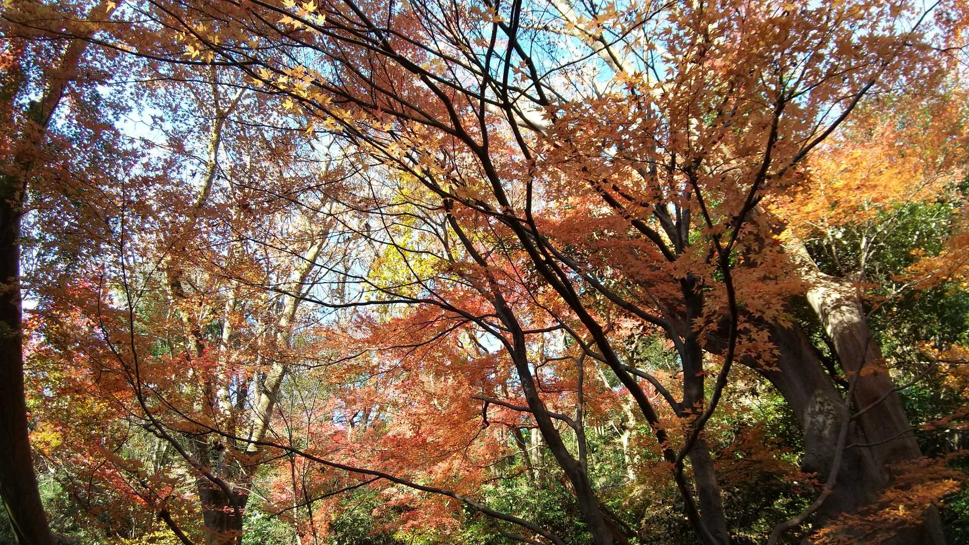 紅葉です(*^^*)