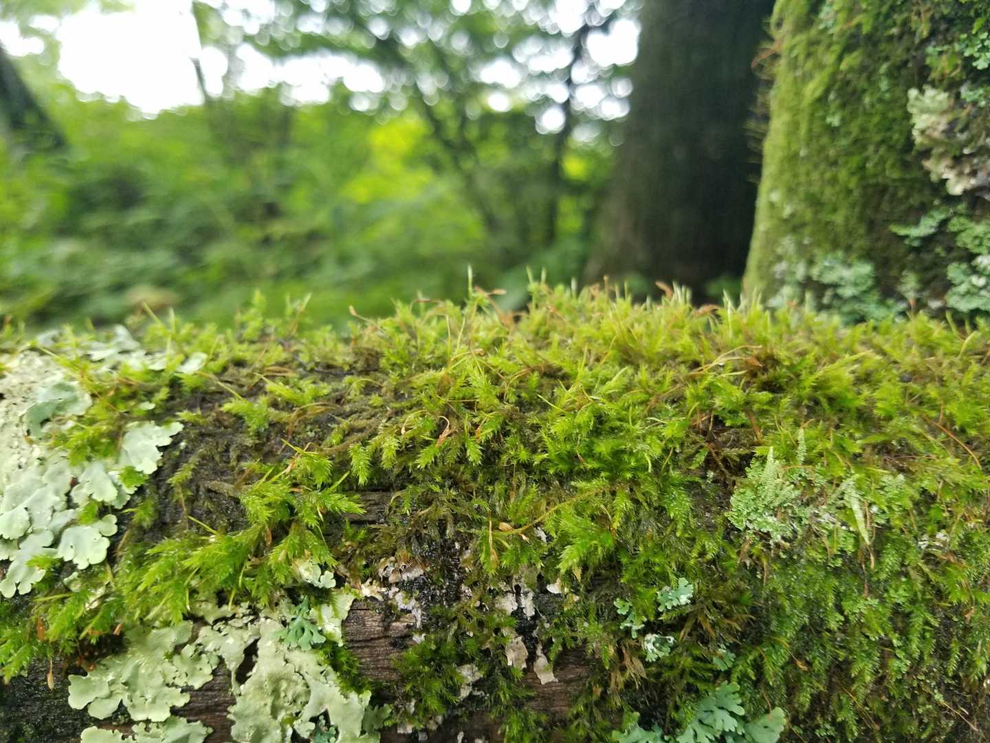 苔が生き生き。