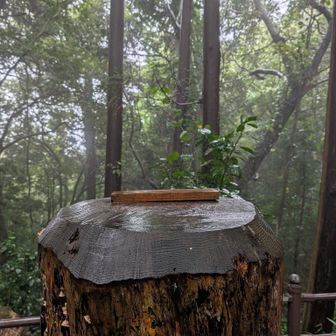 切り株アートが今日はない！台風で一時撤去？