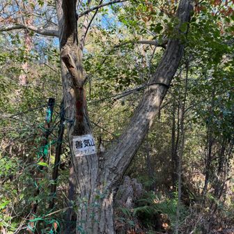 小さいピーク善気山も通りました