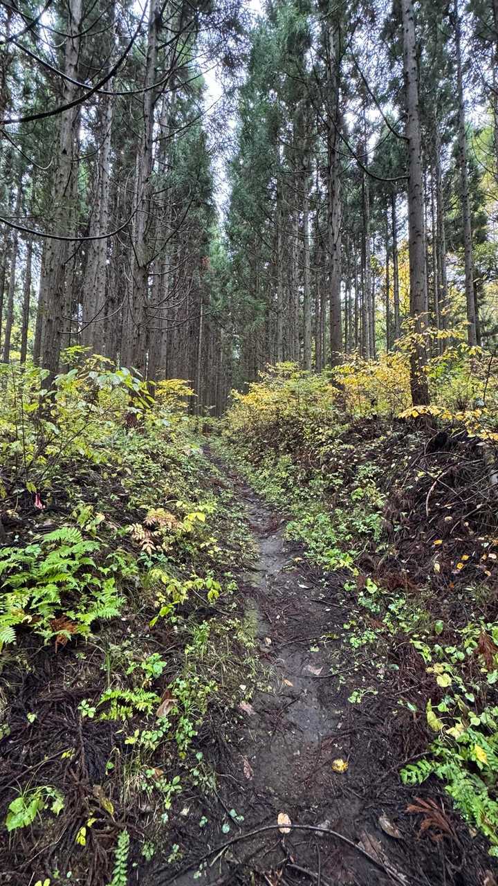 あまとみトレイル#2（戸隠キャンプ場〜苗名の滝〜野尻湖〜斑尾山※迂回区間有）、完走？ の写真 133