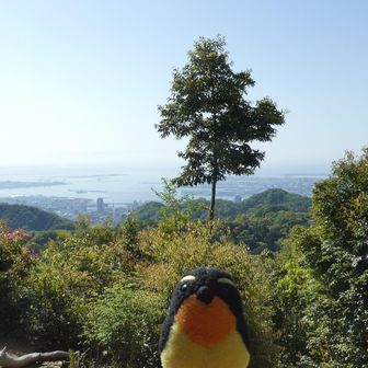 一本の木、特徴的ですね！