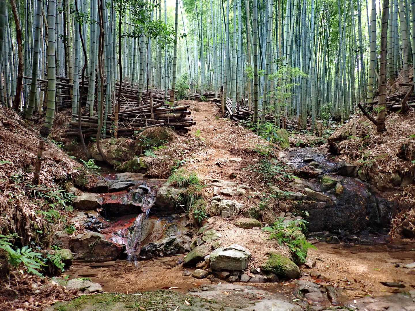 竹林に突入。今朝まで雨でしたが、水量はそれほどでもありません。