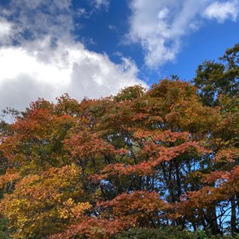 ここの紅葉が一番綺麗だったかな