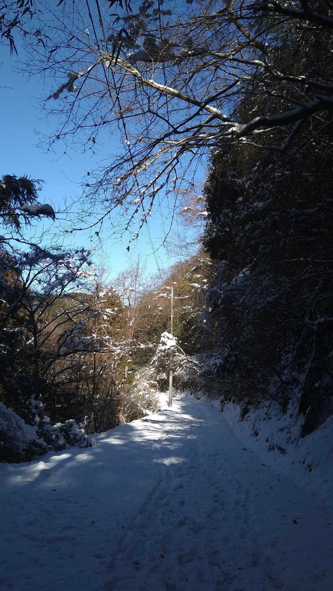 雪のおかげでいつもと違う林道歩き！
いくらでも歩いていける