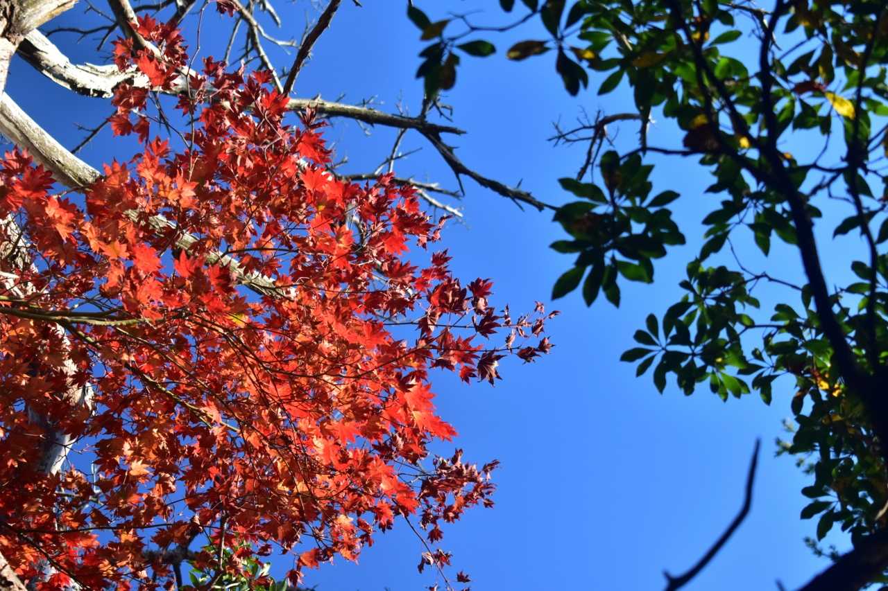 綺麗な真っ赤な紅葉です。