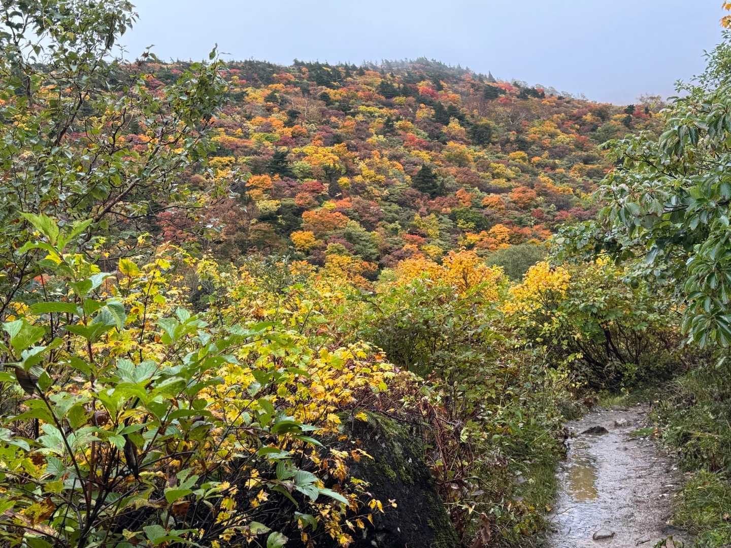 ところどころパッチワークが見える🍁