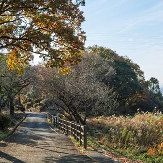 昭和の森キャンプ場まで戻ってきました