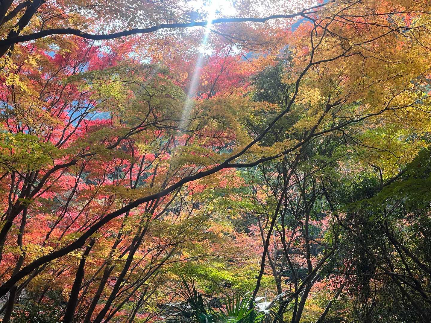 紅葉が綺麗でした！