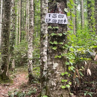 迂回路があるみたい😳➡️
