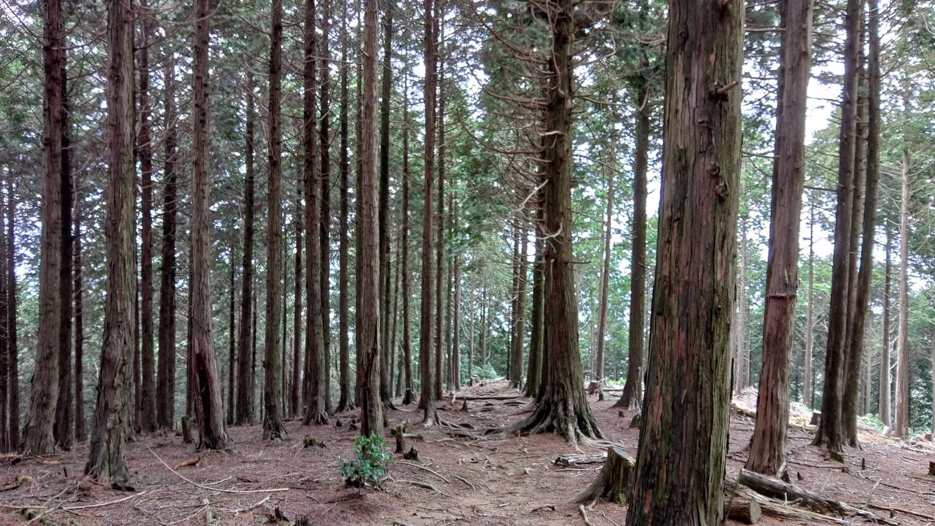 いい感じの山歩き