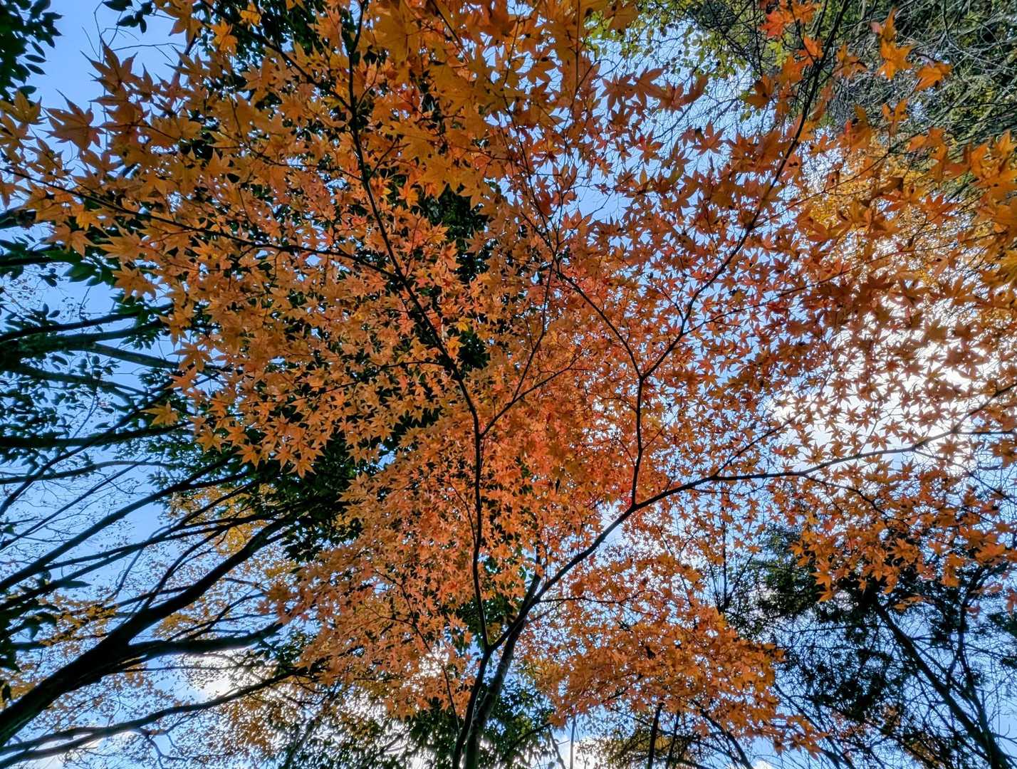 美✨