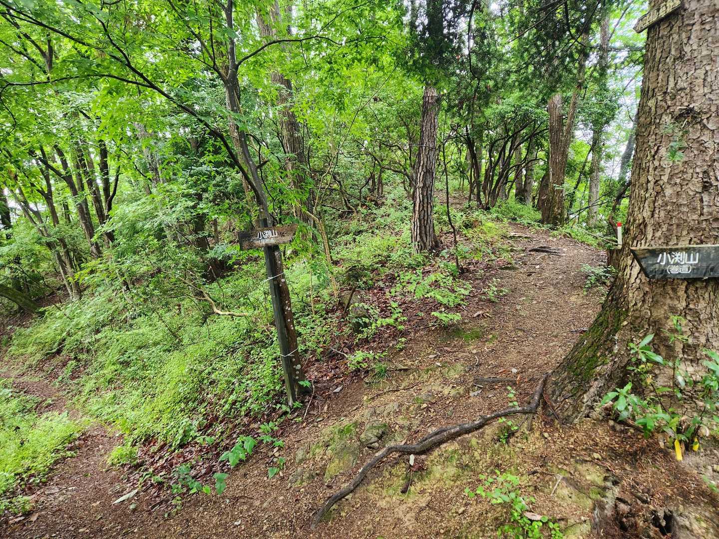 右がコース通りの小渕山へのルート。左は「小渕山(巻道)」って書いてある。小渕山を巻くんじゃなくて、名無しピークを巻いて小渕山には行ける道でした。