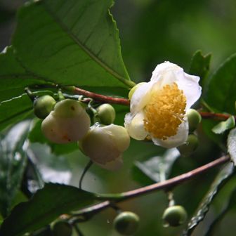お茶の花