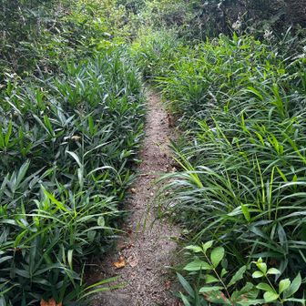 草が伸びてきている🌱