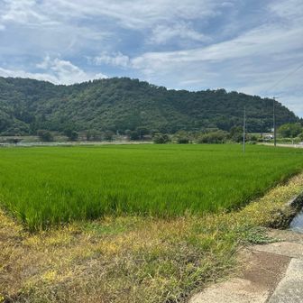 本当は向かいの虎御前山も行きたかったけど蚊にはまいりましたー　今日は登れません　温泉行こっと