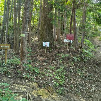 すぐに岩崎山への分岐、寄ります。