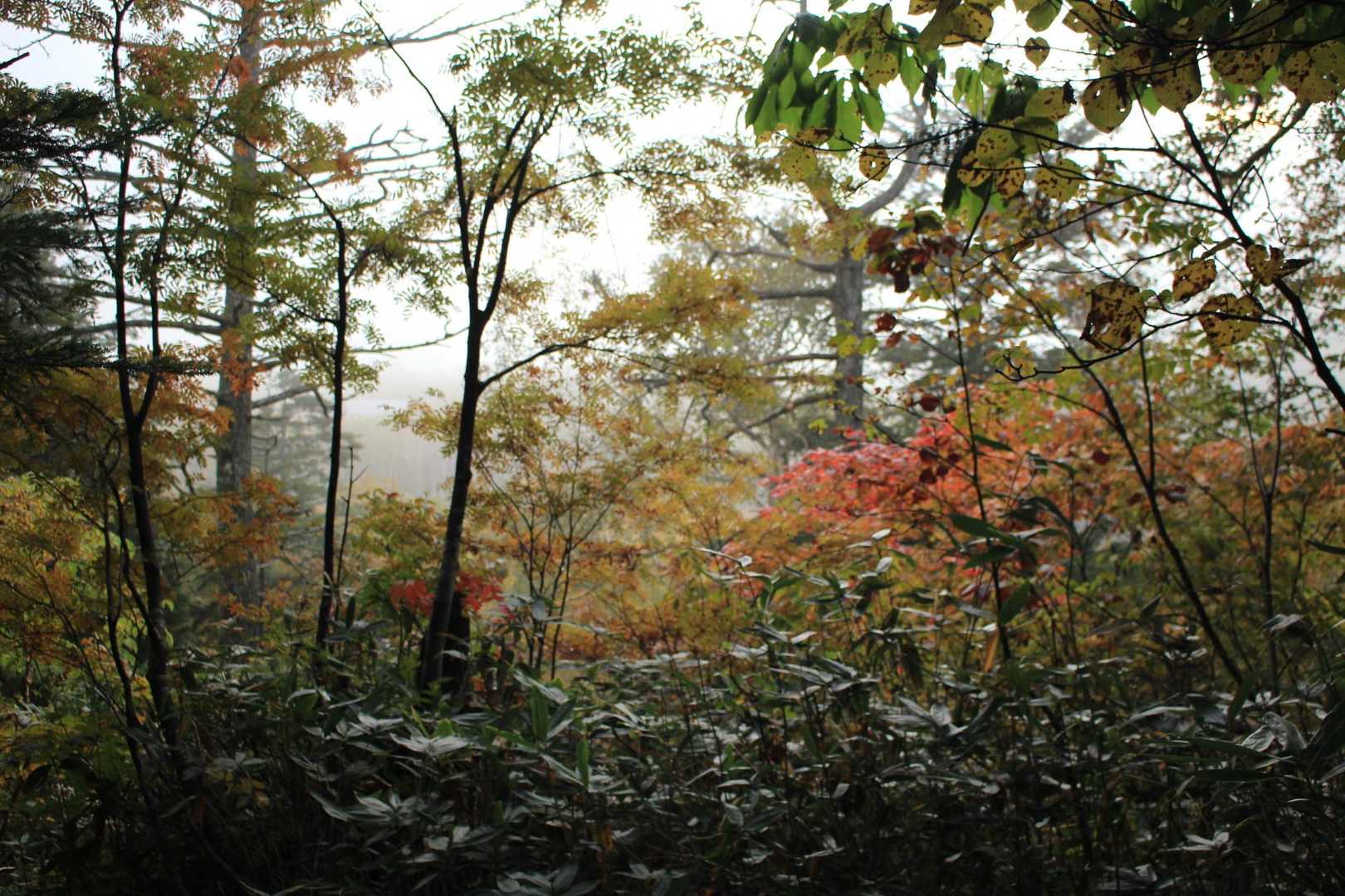 至仏山-小至仏山-鳩待峠 縦走コースの写真