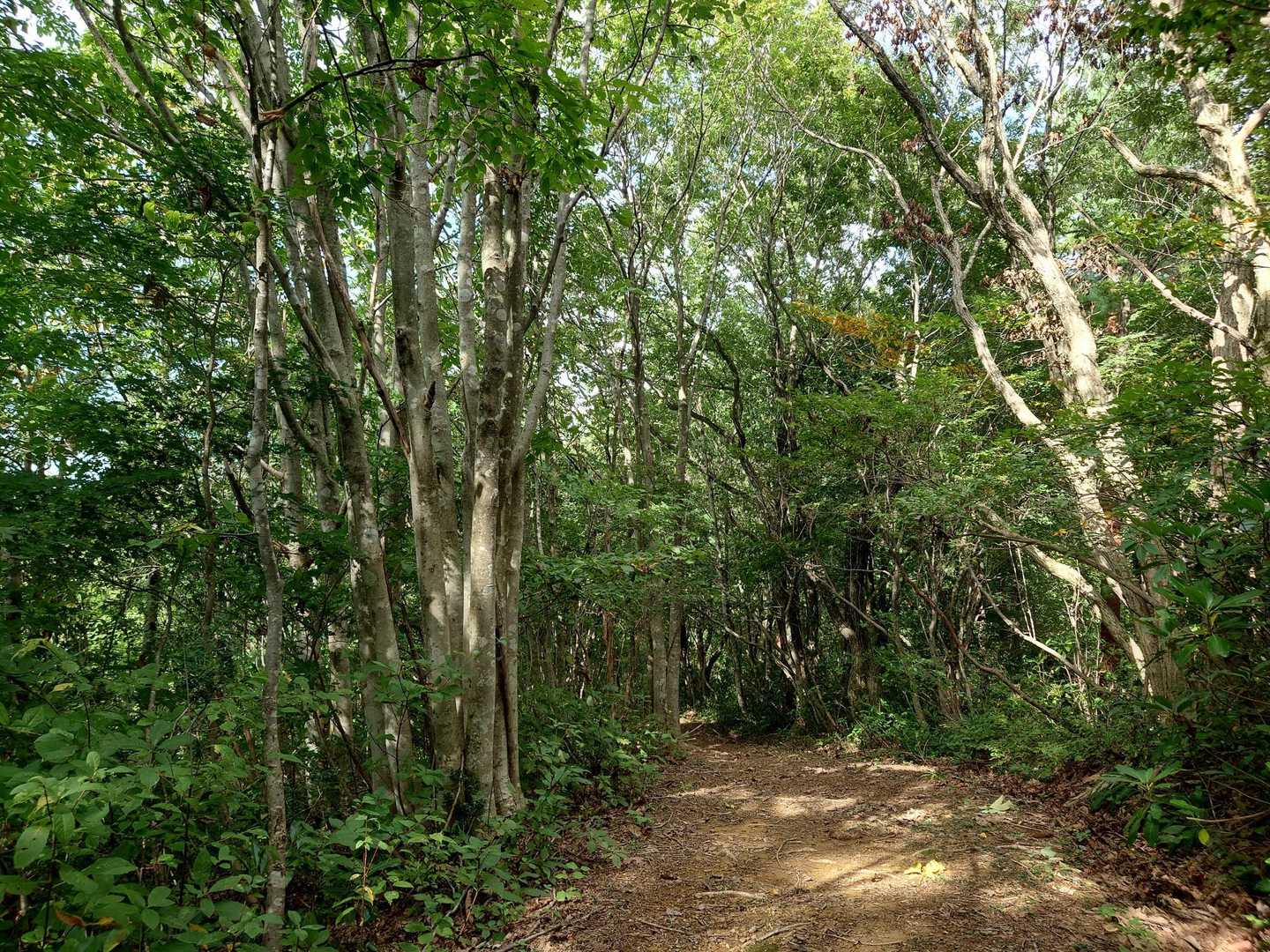 大倉岳-ほとけ峠 往復コースの写真