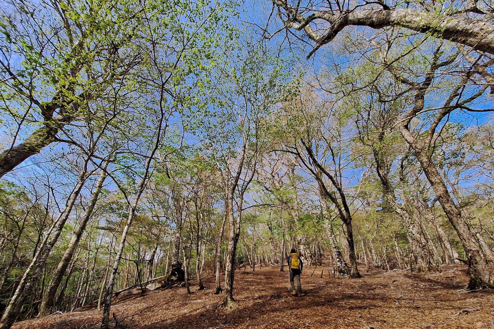 登山道が広くなってきたのでロストしないように💦
今回はkazさん案内付きなので心強い