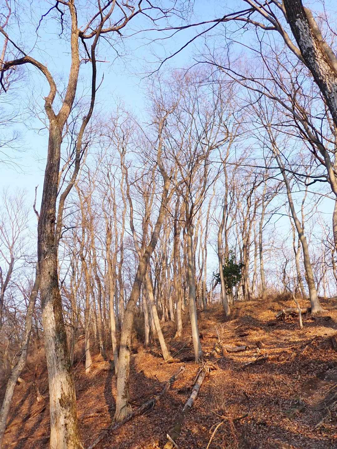 光城山 周回コースの写真