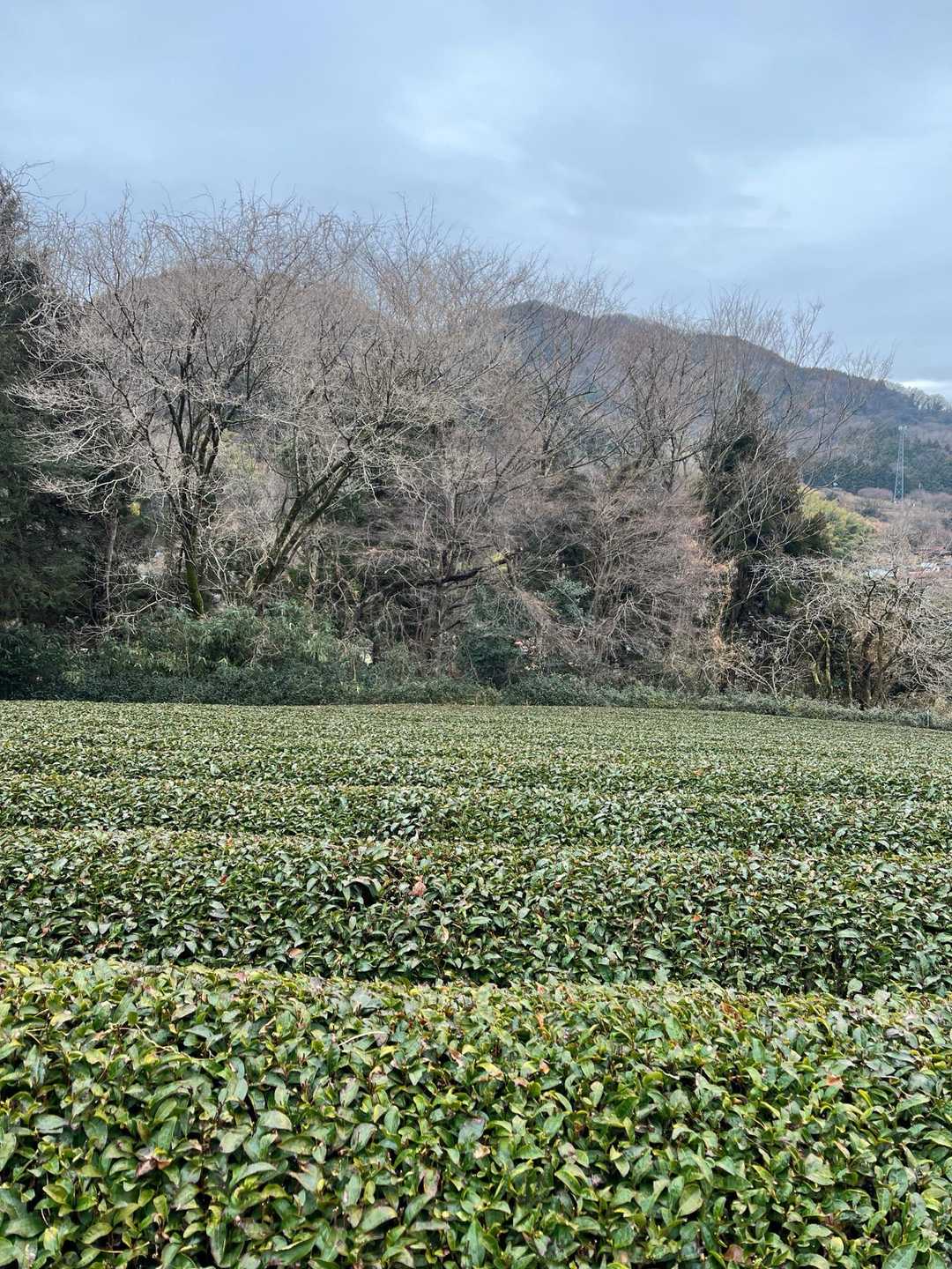 一面に茶畑が広がっていました