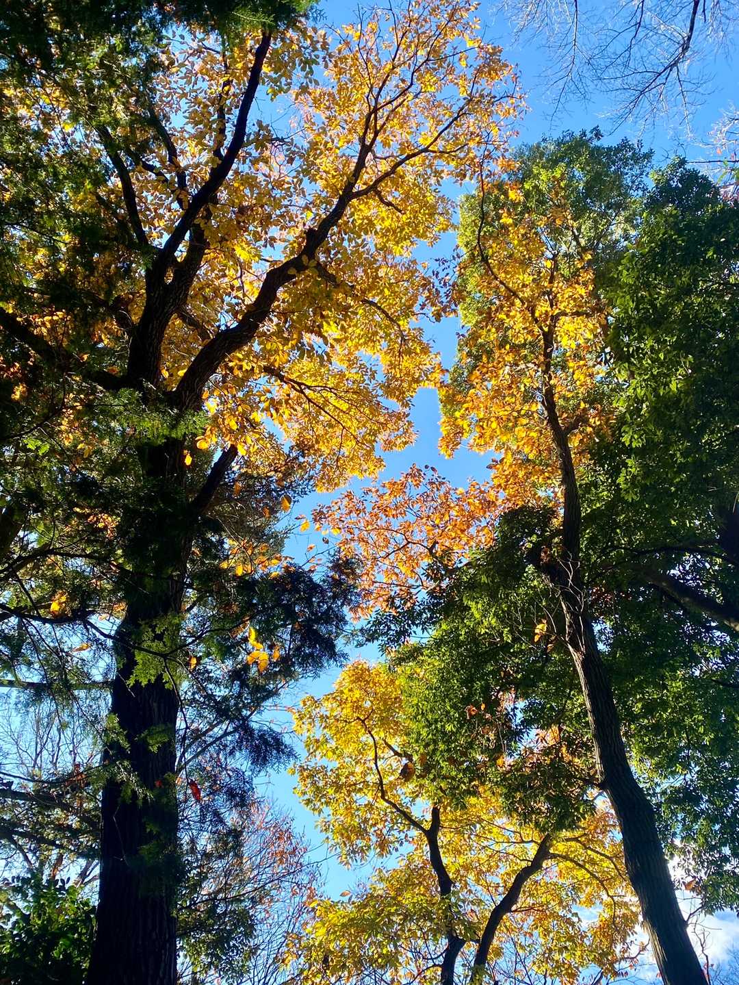 低山ならではですね🍂紅葉が見られました🎶