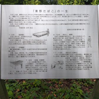 秦野たばこ