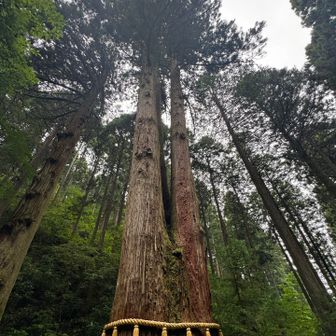 三本杉🌲🌲🌲